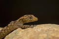 Giri`s Day Gecko, Cnemaspis girii, Kaas, Maharashtra, India Royalty Free Stock Photo