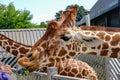 Giriaffe closeup at feeding time at the zoo