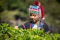 girl in akha tribal dress is picking tea leaves Royalty Free Stock Photo