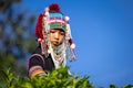 girl in akha tribal dress is picking tea leaves
