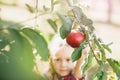 Girl with Apple in the Apple Orchard