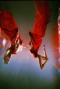 girl with an athletic figure, with red material and light underwear, in a ballet pose underwater Royalty Free Stock Photo