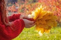 Girl in the autumn forest holding a cup of hot tea and yellow maple leaves, hands close-up, soft focus, cozy autumn mood Royalty Free Stock Photo