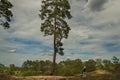 A girl with a backpack near a mighty pine on the shore