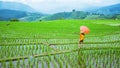 A girl with a backpack walking on a rice field While holding an umbrella in his hand. Traveling in the rainy season. Travel