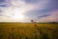 Girl with balloons in wheat field Royalty Free Stock Photo