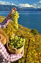 Girl with a basket full of grapes Royalty Free Stock Photo