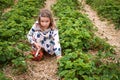 Girl with basket gathering strawberry in the field farm. Little kid eat fresh fruits from garden. Happy child Royalty Free Stock Photo