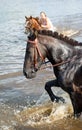 Girl bathe horse in a river.