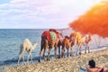 Girl on the beach looks at the caravan of camels going along the sea. Fun for tourists on the arabic sea coast. Tunisia, Africa,