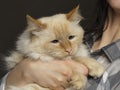 A girl with a big beige cross-eyed cat in her arms