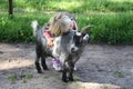 Girl with billy goat Royalty Free Stock Photo