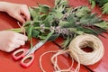 Girl bind motherwort Leonurus cardiaca in bundles