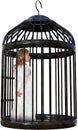 Girl, Bird Cage, Trapped, Isolated