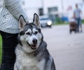 Girl in black jeans and a white sweater is standing with a dog Alaskan malamute breed Royalty Free Stock Photo