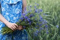 Girl in blue dress in her hands keeps bouquet of cornflowers in wheat field background, blue cornflowers in hands of girl in dress