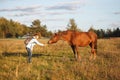 The girl in the blue jacket feeds the red horse in the field Royalty Free Stock Photo