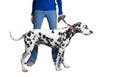 The girl in blue jeans shows a Dalmatian dog