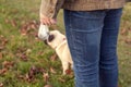 A girl in blue jeans stands with her back and holds in her hands a plastic bag with dog excrement. young pug dog on the background Royalty Free Stock Photo