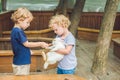 Girl and boy are fed rabbits in the petting zoo Royalty Free Stock Photo