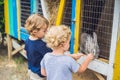 Girl and boy are fed rabbits in the petting zoo Royalty Free Stock Photo