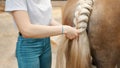 Girl Braiding The Blonde Tail Of Her Palomino Horse Standing Outside The Stable Royalty Free Stock Photo