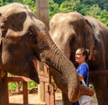 Girl caress two elephants at sanctuary in Chiang Mai Thailand