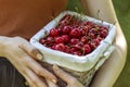 A girl carries a basket full of sweet red cherries in her orchard. Royalty Free Stock Photo