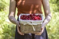 A girl carries from garden a basket filled with red sweet cherry.