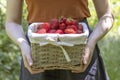 A girl carries from garden a basket filled with ripe red strawberries. Royalty Free Stock Photo