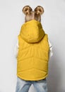 Girl in casual yellow outwear sleeveless vest with hood back view studio shot Royalty Free Stock Photo