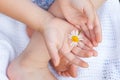 Girl with chamomile. Selective focus. chamomile in the hands of a child Royalty Free Stock Photo