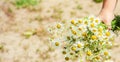 Girl with chamomile. Selective focus. nature flowers