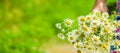 Girl with chamomile. Selective focus. nature flowers