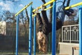 Girl child hanging upside down on outdoor sports playground with eyes closed Royalty Free Stock Photo