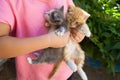 Girl child with her cat in the yard. Brunette  caucasian Royalty Free Stock Photo