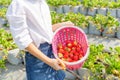 Happy Girl child holding bucket of fresh red organic strawberries in the garden, Selective focus Royalty Free Stock Photo