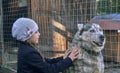 A girl child strokes a husky dog with blue eyes through the mesh of the valier. Friendliness and care of people and animals. A