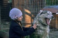 A girl child strokes a husky dog with blue eyes through the mesh of the valier. Friendliness and care of people and animals. A
