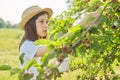 Girl child tearing from tree harvest of mulberries in mug in home garden