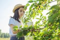 Girl child tearing from tree harvest of mulberries in mug in home garden