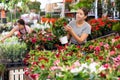 Girl choosing blooming Mandevilla vine in pot in garden center