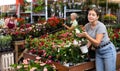 Girl choosing blooming Mandevilla vine in pot in garden center