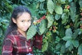 Girl in coffee plantations