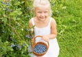 Girl collecting blueberries