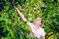 Girl collecting plums from a tree