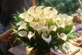 The girl collects a bouquet of white calla lilies. A bouquet of spring mood Royalty Free Stock Photo