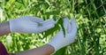 The girl collects nettle seeds Royalty Free Stock Photo