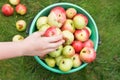 Girl collects ripe apples in bucket in orchard