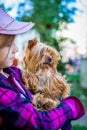 A girl in colorful clothes holds a small dog breed of Yorkshire terrier. Children love animals_ Royalty Free Stock Photo